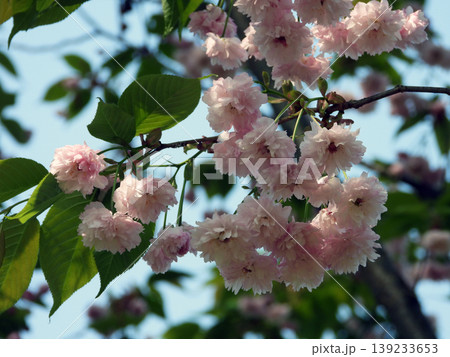 八重桜 139233653