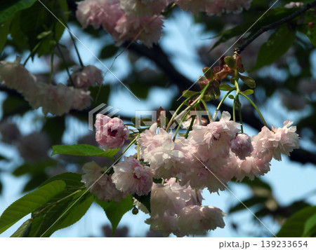 八重桜 八重桜 139233654