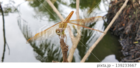 Orange Dragonfly on a Branch with Still Water in the Background Orange Dragonfly on a Branch with Still Water in the Background 139233667