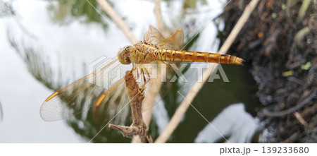Orange Dragonfly on a Branch with Still Water in the Background Orange Dragonfly on a Branch with Still Water in the Background 139233680
