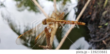 Orange Dragonfly on a Branch with Still Water in the Background 139233681