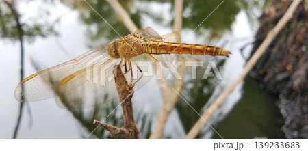 Orange Dragonfly on a Branch with Still Water in the Background Orange Dragonfly on a Branch with Still Water in the Background 139233683