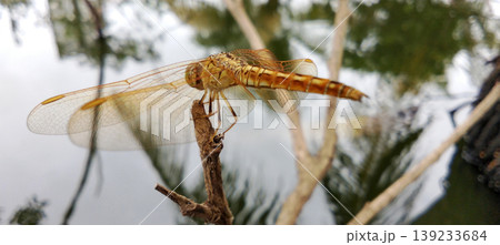 Orange Dragonfly on a Branch with Still Water in the Background Orange Dragonfly on a Branch with Still Water in the Background 139233684