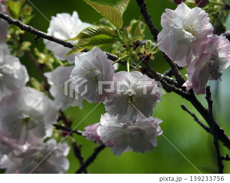 八重桜 八重桜 139233756