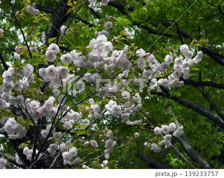 八重桜 139233757