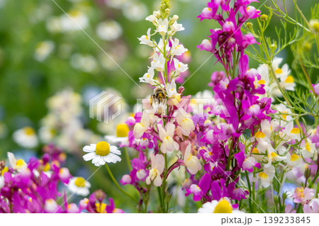 春の花たちとミツバチ 139233845