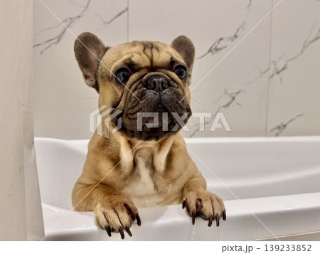 a French bulldog breed dog of fawn color dirty is in the bathroom to wash his paws after a walk 139233852
