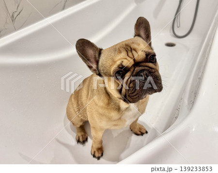 a French bulldog breed dog of fawn color dirty is in the bathroom to wash his paws after a walk 139233853