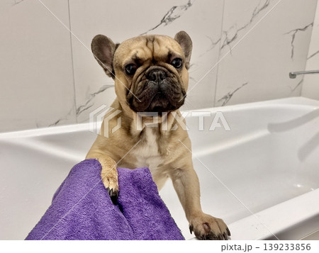 a French bulldog breed dog of fawn color dirty is in the bathroom to wash his paws after a walk 139233856