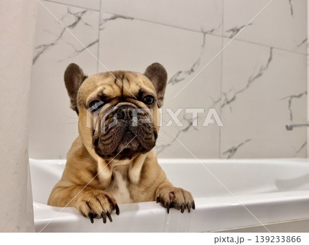 a French bulldog breed dog of fawn color dirty is in the bathroom to wash his paws after a walk 139233866