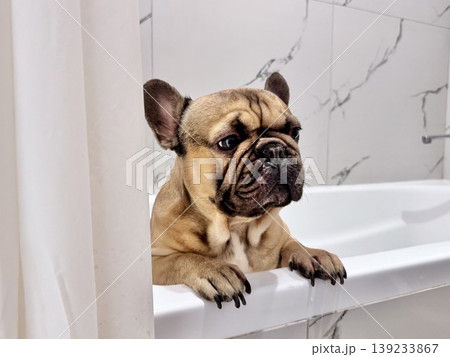 a French bulldog breed dog of fawn color dirty is in the bathroom to wash his paws after a walk 139233867