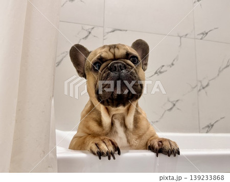 a French bulldog breed dog of fawn color dirty is in the bathroom to wash his paws after a walk 139233868