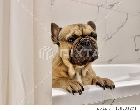 a French bulldog breed dog of fawn color dirty is in the bathroom to wash his paws after a walk 139233871