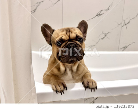 a French bulldog breed dog of fawn color dirty is in the bathroom to wash his paws after a walk a French bulldog breed dog of fawn color dirty is in the bathroom to wash his paws after a walk 139233872