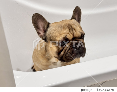 a French bulldog breed dog of fawn color dirty is in the bathroom to wash his paws after a walk a French bulldog breed dog of fawn color dirty is in the bathroom to wash his paws after a walk 139233876