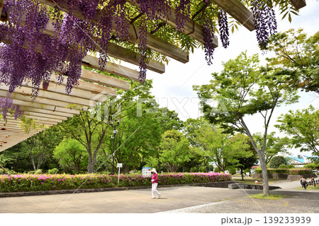藤沢新林公園のふじの花 藤沢新林公園のふじの花 139233939