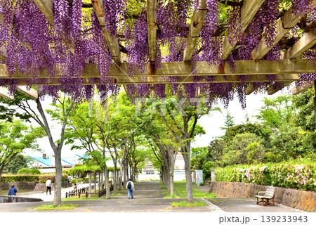 藤沢新林公園のふじ棚に咲く藤の花と散歩する人達 藤沢新林公園のふじ棚に咲く藤の花と散歩する人達 139233943