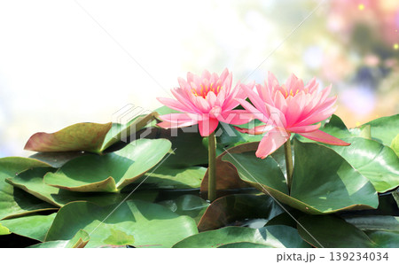 Horizontal banner with blossoming lotus flower on sunny nature spring background. Summer scene with lily flower in rays of sunlight. Close-up or macro. A picturesque colorful photo with a soft focus 139234034