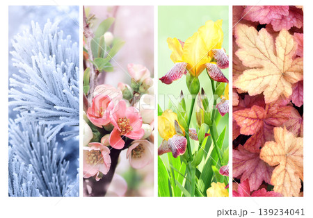 Set of nature banners depicting natural world. Four season of year. Each one features scene of nature, from snow of winter to vibrant leaves of fall. Perfect  for showcasing of changing seasons 139234041