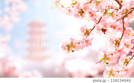 Horizontal banner with Japanese Quince flowers and ancient pagoda on sunny backdrop. Nature spring background with a branch of blooming Chaenomeles japonica. Quince blooming season in Japan Horizontal banner with Japanese Quince flowers and ancient pagoda on sunny backdrop. Nature spring background with a branch of blooming Chaenomeles japonica. Quince blooming season in Japan 139234048