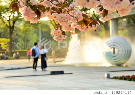 和田倉噴水公園の八重桜とカップル 139234114