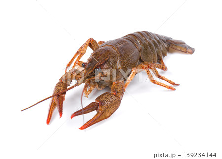 Raw freshwater lobster or crayfish isolated on white background. Live crawfish isolated. Raw freshwater lobster or crayfish isolated on white background. Live crawfish isolated. 139234144