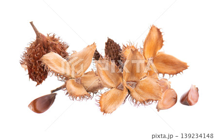 Beechnuts seeds isolated on white background. European beech nuts or Fagus sylvatica. Clipping path. Beechnuts seeds isolated on white background. European beech nuts or Fagus sylvatica. Clipping path. 139234148