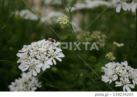オルラヤに止まる虫 オルラヤに止まる虫 139234205