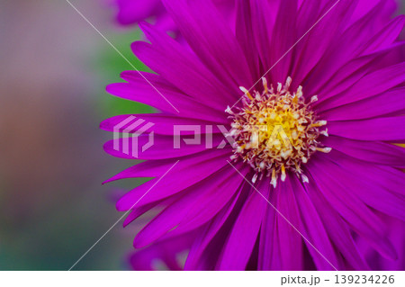 close-up of a beautiful violet Aster flower in the garden 139234226