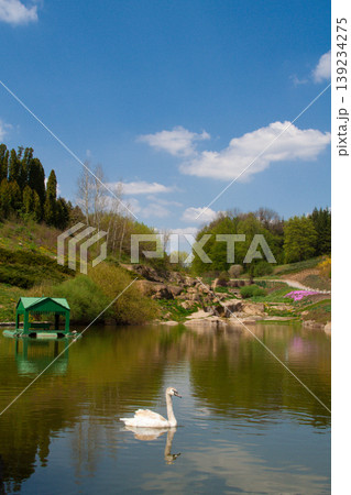 beautiful white swans swim on the lake in summer 139234275