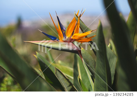 Exotic bird of paradise flower with vibrant orange and blue petals blooming in sunny nature 139234285