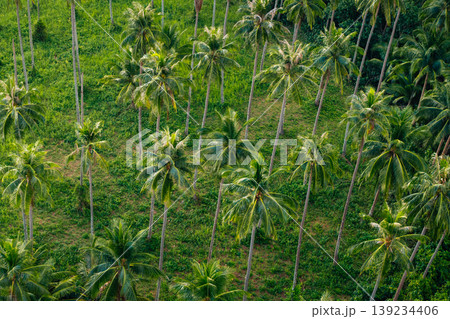Top-down aerial view of a dense tropical coconut palm grove. Top-down aerial view of a dense tropical coconut palm grove. 139234406