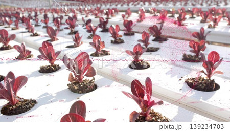 Displaying red lettuce seedlings growing in white hydroponic tray at greenhouse, with nutrient film 139234703