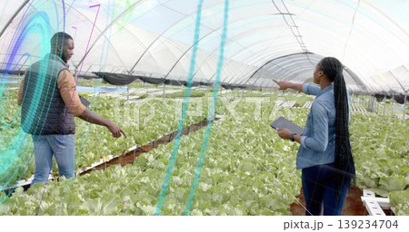 Greenhouse colleagues inspecting hydroponic lettuce at raised benches inside tunnel with tablet 139234704