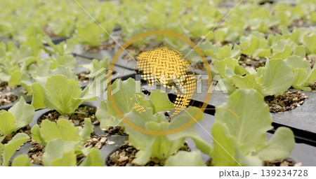 Hovering digital globe icon overlay above greenhouse seedling trays, with lettuce seedlings Hovering digital globe icon overlay above greenhouse seedling trays, with lettuce seedlings 139234728