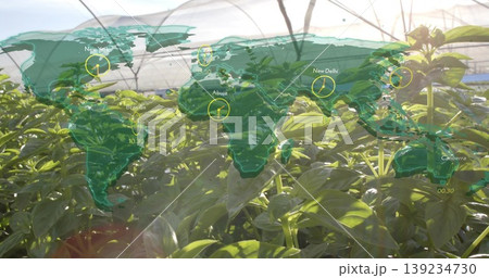 Growing dense clusters of basil plants inside greenhouse, with world map overlay showing clocks Growing dense clusters of basil plants inside greenhouse, with world map overlay showing clocks 139234730
