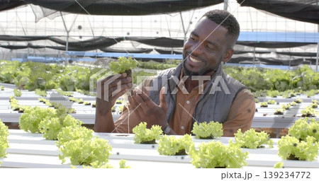 Adult farmer inspecting lettuce roots in greenhouse, with hydroponic channels and shade netting Adult farmer inspecting lettuce roots in greenhouse, with hydroponic channels and shade netting 139234772