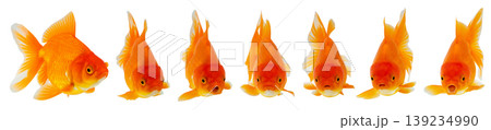 Oranda goldfish set isolated on white background close up Oranda goldfish set isolated on white background close up 139234990