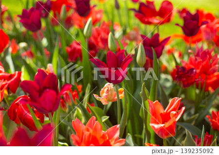 beautiful colorful tulip flowers are growing in the garden beautiful colorful tulip flowers are growing in the garden 139235092