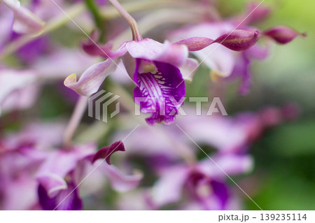 close-up of a beautiful pink aranda orchid flower in the garden close-up of a beautiful pink aranda orchid flower in the garden 139235114