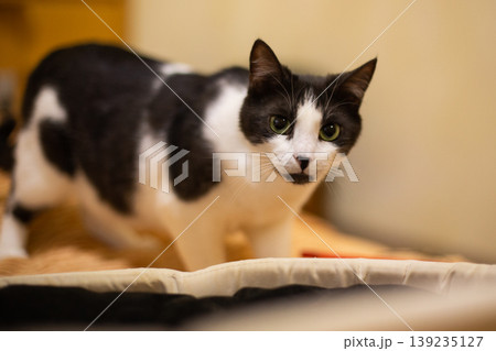 beautiful domestic fluffy black and white cat in the house with his toys beautiful domestic fluffy black and white cat in the house with his toys 139235127