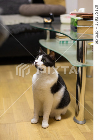 beautiful domestic fluffy black and white cat in the house with his toys beautiful domestic fluffy black and white cat in the house with his toys 139235129