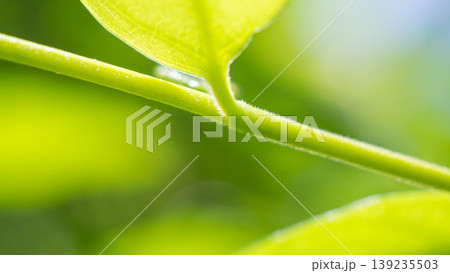 Natural plant green leaf in garden with bokeh background Natural plant green leaf in garden with bokeh background 139235503