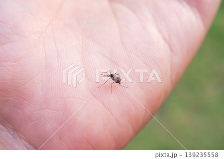 Aedes aegypti mosquitoes on human hand 139235558
