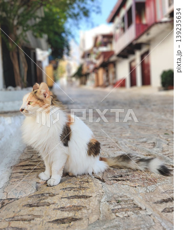 Long-haired calico cat sitting on a cobblestone street in a Turkish village Long-haired calico cat sitting on a cobblestone street in a Turkish village 139235634