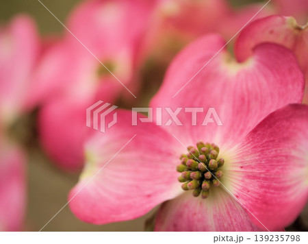 晴れた4月に咲いた可愛らしいハナミズキの花 晴れた4月に咲いた可愛らしいハナミズキの花 139235798