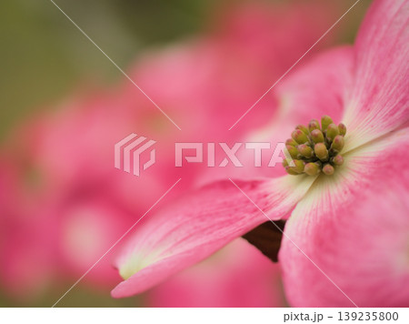 晴れた4月に咲いた可愛らしいハナミズキの花 晴れた4月に咲いた可愛らしいハナミズキの花 139235800