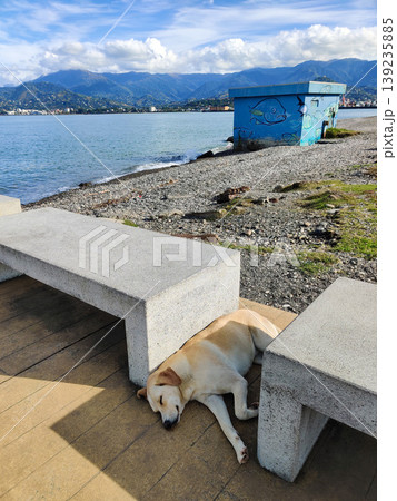 a beautiful dog sleeps in the shade of a bench on the beach near the sea a beautiful dog sleeps in the shade of a bench on the beach near the sea 139235885