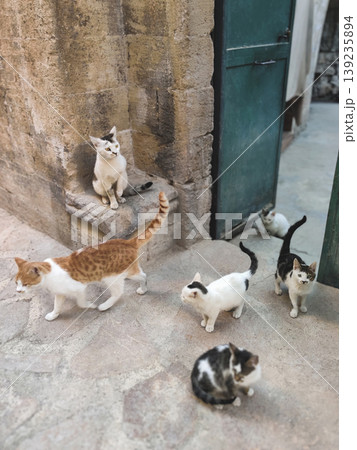 Street cats near an ancient stone building in Mardin 139235894