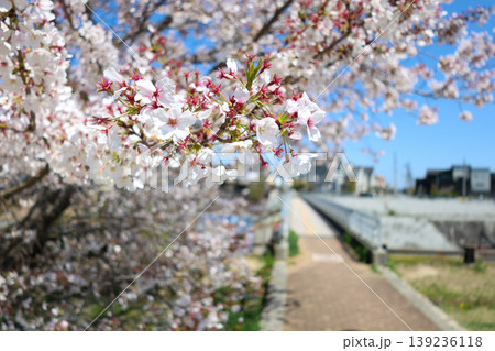 上津公園の桜 上津公園の桜 139236118